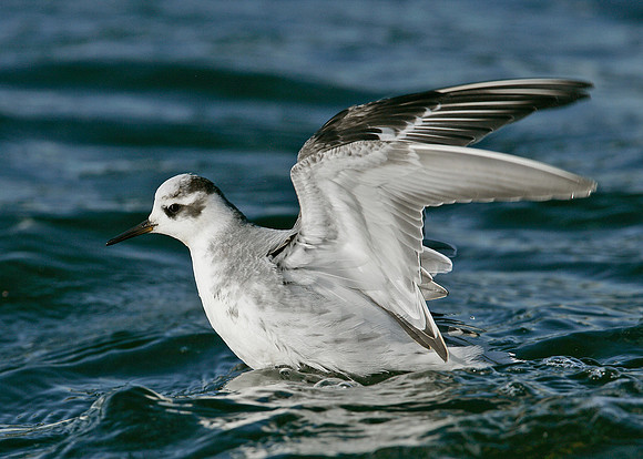 Grey Phalarope Phalaropus fulicarius