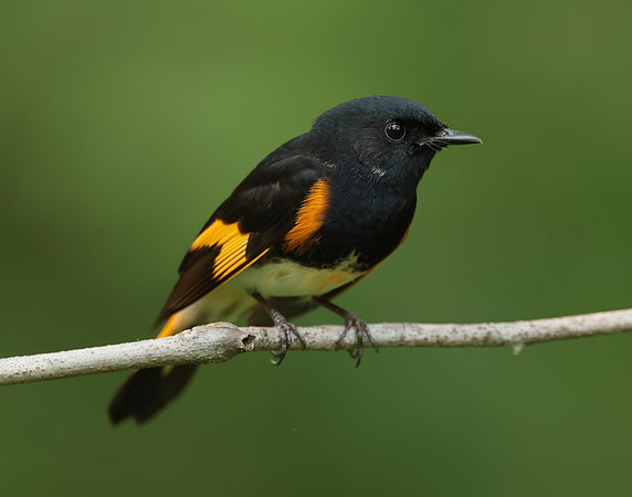 American Redstart Setophaga ruticilla
