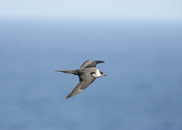 Arctic Skua Stercorarius parasiticus