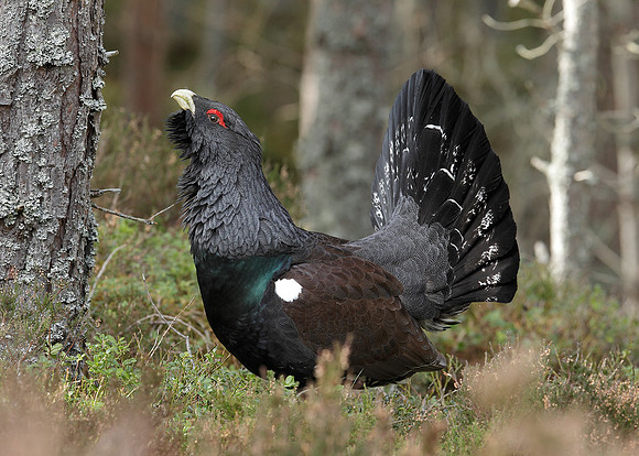 Capercaillie Tetrao urogallus