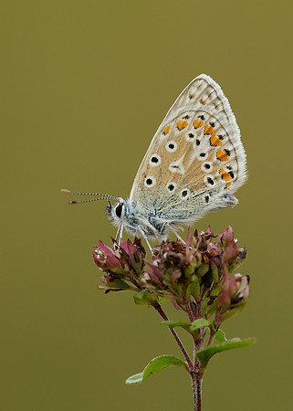 Common Blue Polyommatus icarus