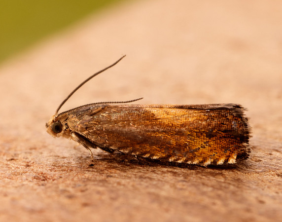 49.376 BF1233 Pammene aurita