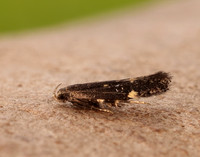 35.010 BF843 Aproaerema anthyllidella