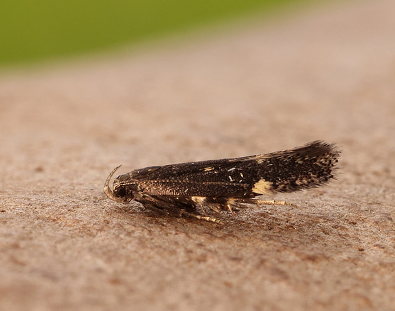 35.010 BF843 Aproaerema anthyllidella