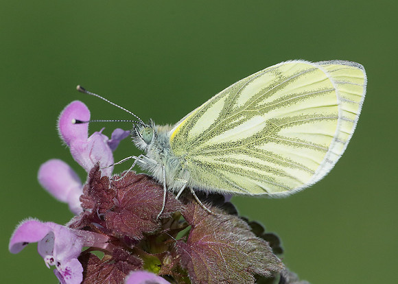Green-veined White Pieris napi