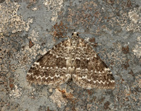 70.072 BF1744 Grey Mountain Carpet Entephria caesiata