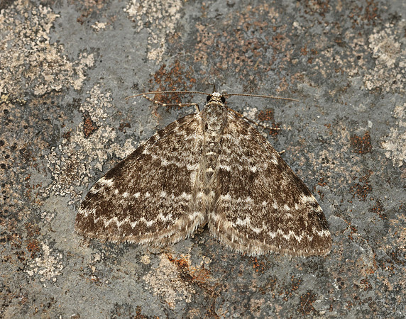 70.072 BF1744 Grey Mountain Carpet Entephria caesiata