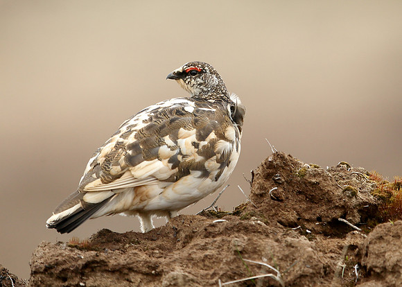 Ptarmigan Lagopus mutus