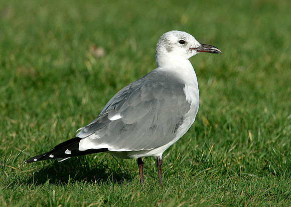 Laughing Gull Larus atricilla