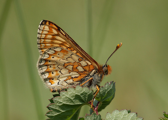 Marsh Fritillary Euphydryas aurinia