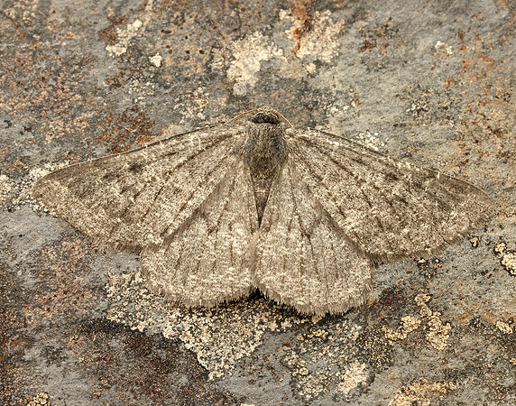 70.285 BF1963 Scotch Annulet Gnophos obfuscata