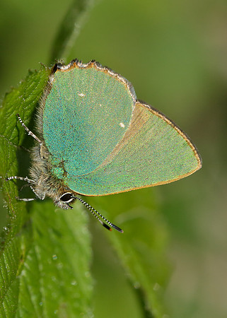 Green Hairstreak Callophrys rubi