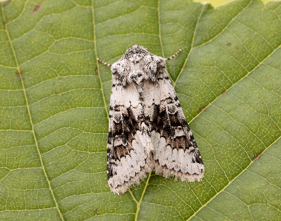 73.279 BF2164 Broad-barred White Hecatera bicolorata