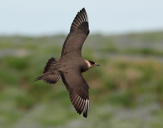 Arctic Skua Stercorarius parasiticus