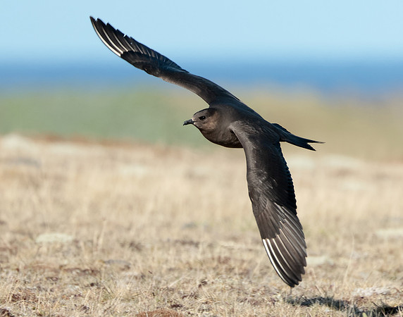 Arctic Skua Stercorarius parasiticus