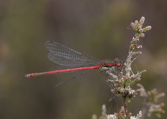 Large Red Damselfly Pyrrhosoma nymphula