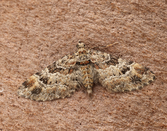 70.141 BF1862 Double-striped Pug Gymnoscelis rufifasciata