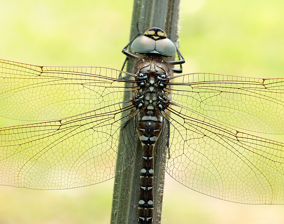 Common Hawker Aeshna juncea