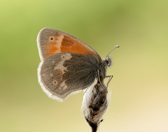 Large Heath scotica Coenonympha tullia scotica