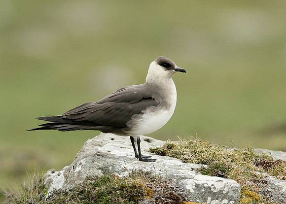 Arctic Skua Stercorarius parasiticus