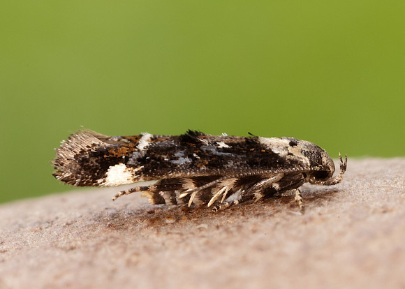 40.001 BF885 Mompha conturbatella