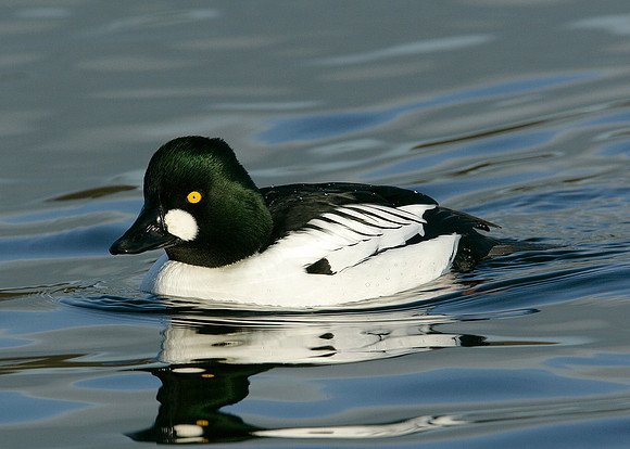 Goldeneye Bucephala clangula