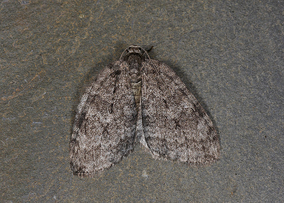70.107-10 BF1795-98 November Moth agg Epirrita agg