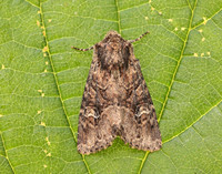 73.159 BF2331 Small Clouded Brindle Apamea unanimi