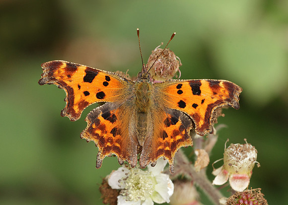 Comma Polygonia c-album