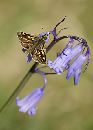 Chequered Skipper Carterocephalus palaemon