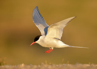 Arctic Tern Sterna paradisaea