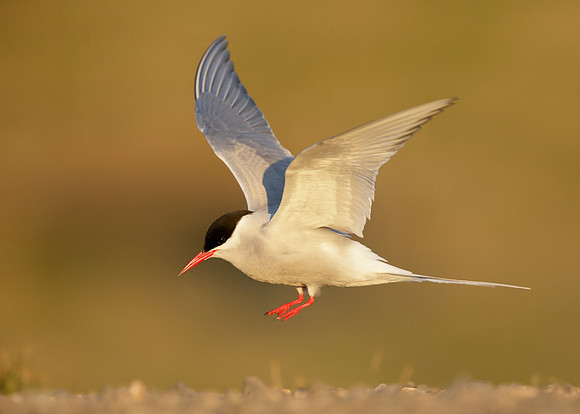 Arctic Tern Sterna paradisaea
