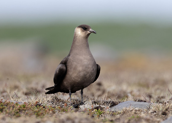 Arctic Skua Stercorarius parasiticus