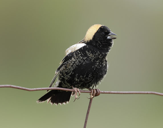 Bobolink Dolichonyx oryzivorus