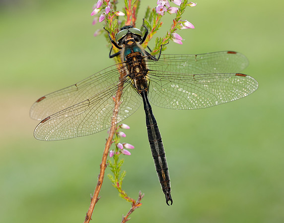 Northern Emerald Somatochlora arctica