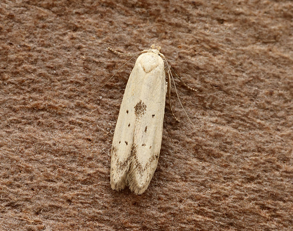 41.003 BF874 Blastobasis lacticolella