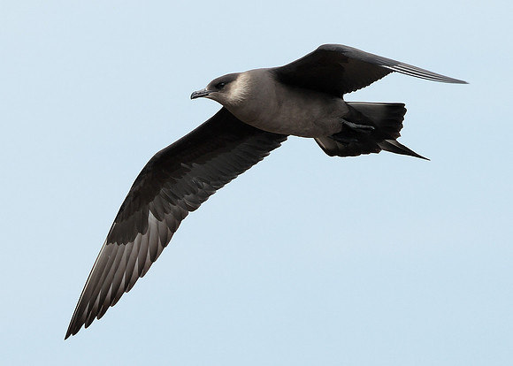 Arctic Skua Stercorarius parasiticus