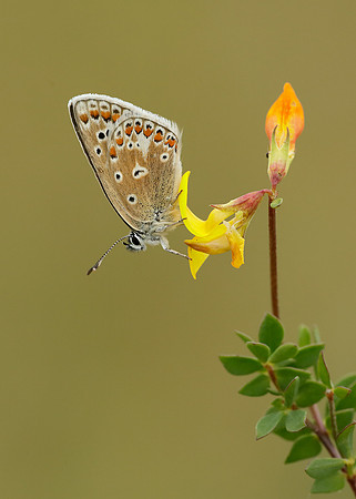Common Blue Polyommatus icarus