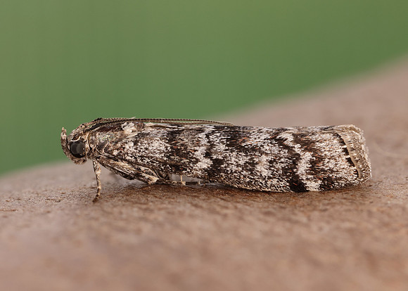 62.028 BF1454 Dioryctria abietella