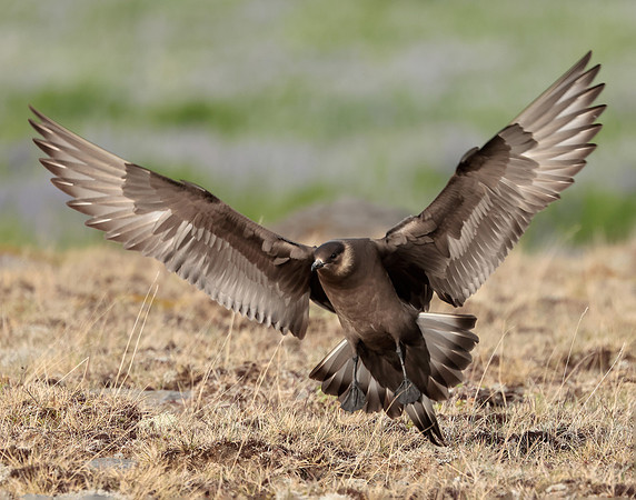 Arctic Skua Stercorarius parasiticus