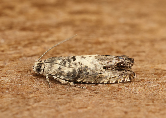 49.367 BF1236 Pammene fasciana