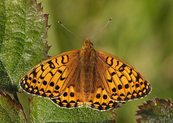 Dark Green fritillary Argynnis aglaja