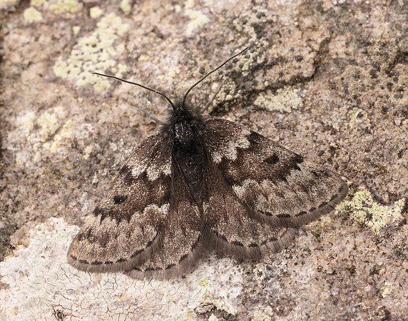 70.289 BF1965 Black Mountain Moth Glacies coracina
