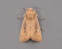 73.302 BF2204 Obscure Wainscot Leucania obsoleta