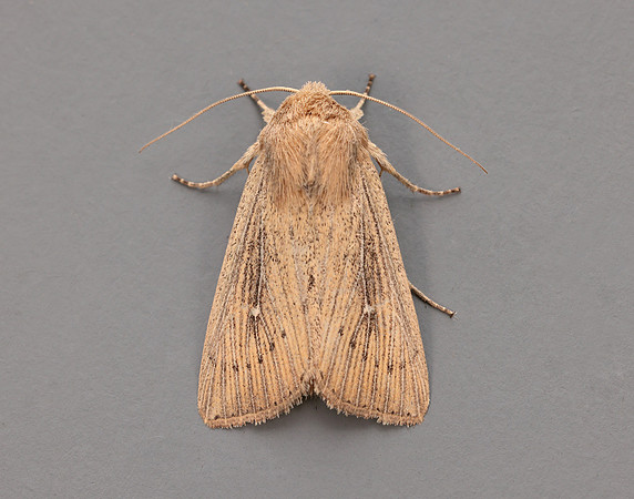 73.302 BF2204 Obscure Wainscot Leucania obsoleta