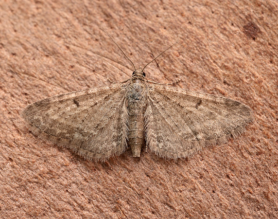 70.177 BF1828 Satyr Pug Eupithecia satyrata