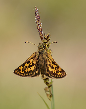 Chequered Skipper Carterocephalus palaemon