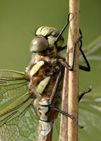 Common Hawker Aeshna juncea