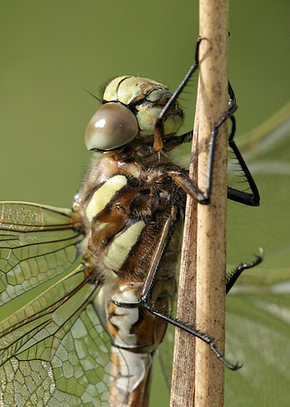 Common Hawker Aeshna juncea