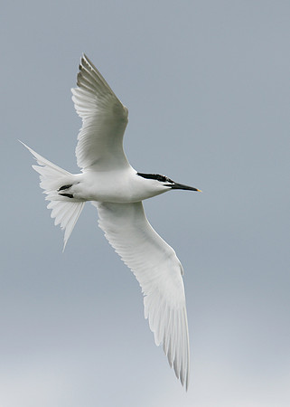 Sandwich Tern Sterna sandvicensis